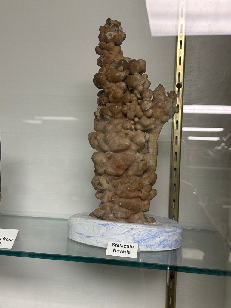 A stalactite specimen from Nevada displayed in a glass case at the D.W. Correll Museum.