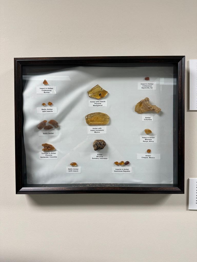 Display case containing various types of amber with labels identifying their origins and contents, including insects and other inclusions.