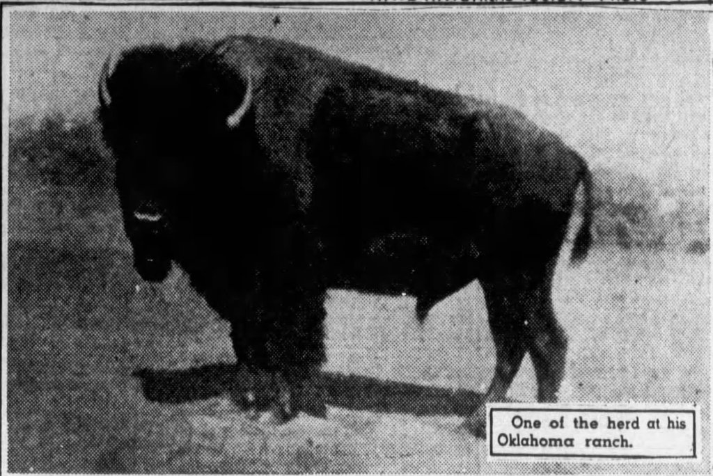 A lone bison standing in a field, with a caption indicating it is from a ranch in Oklahoma.